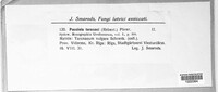 Puccinia hieracii var. hieracii image